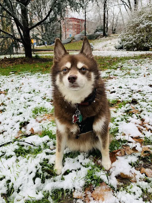 Morningside Park Dog Run 10