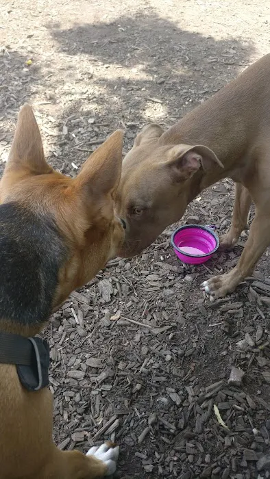 Dog Park 2