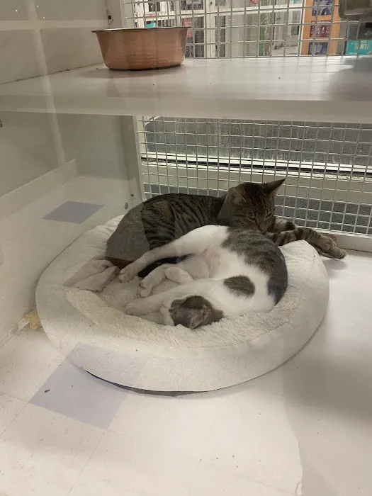 Petco 4
