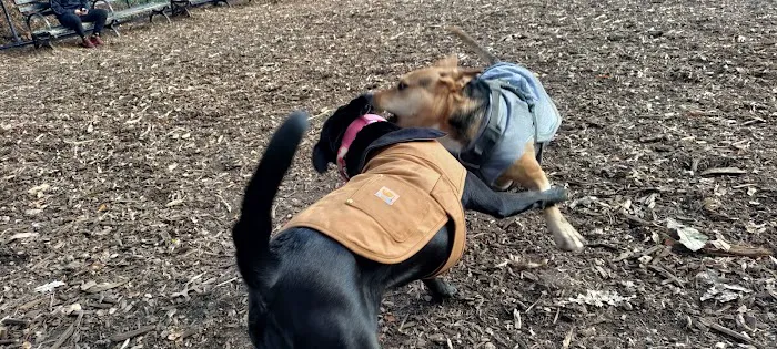Tom's Dog Run 1
