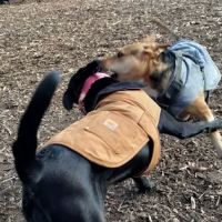 Tom's Dog Run ico