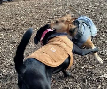 Tom's Dog Run
