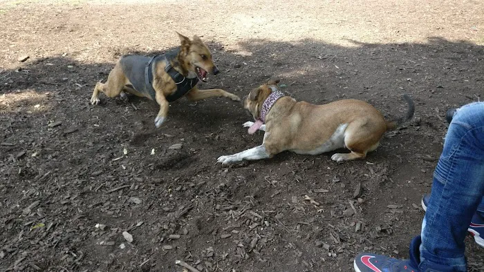 Tom's Dog Run 6