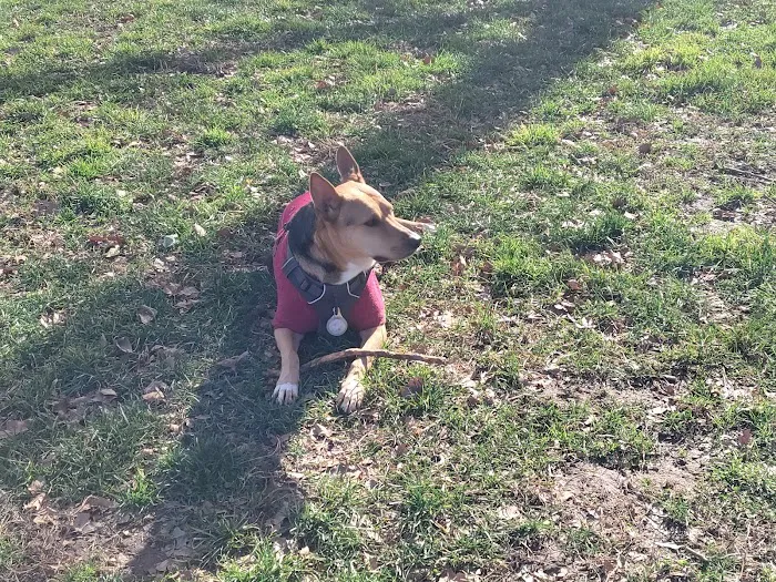 Tom's Dog Run 5