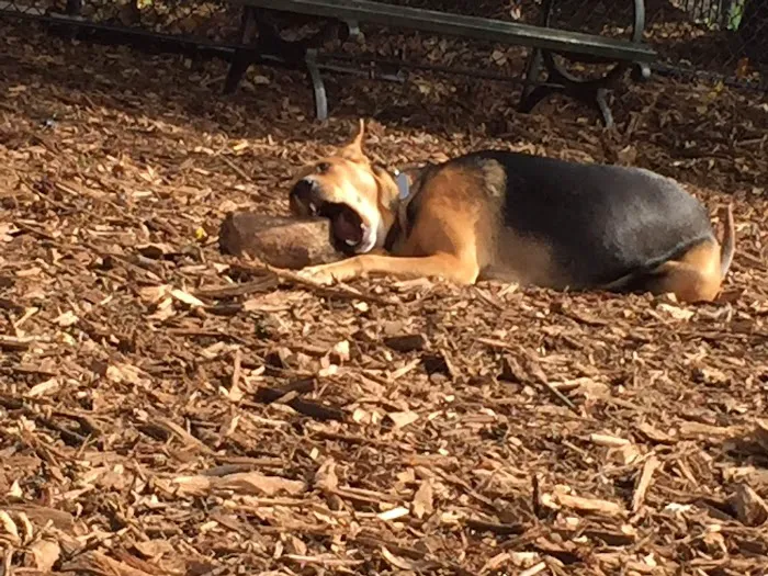 Tom's Dog Run 10