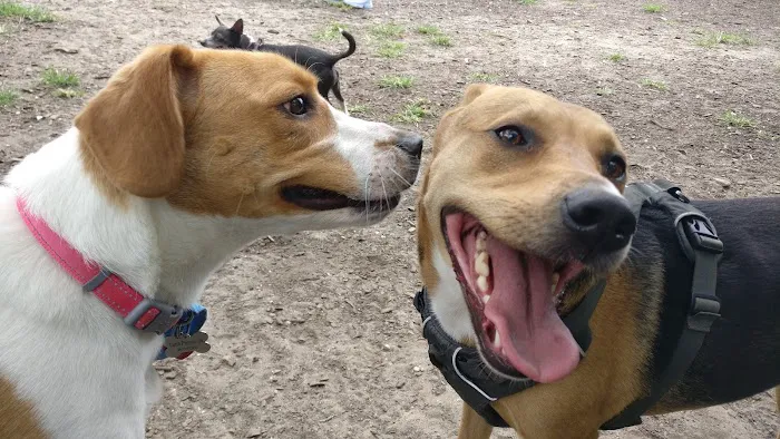 Tom's Dog Run 9