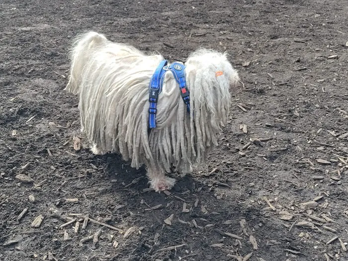 Marcus Garvey Dog Run 3