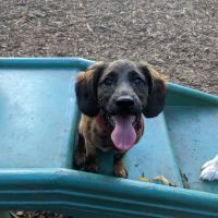 Marcus Garvey Dog Run ico