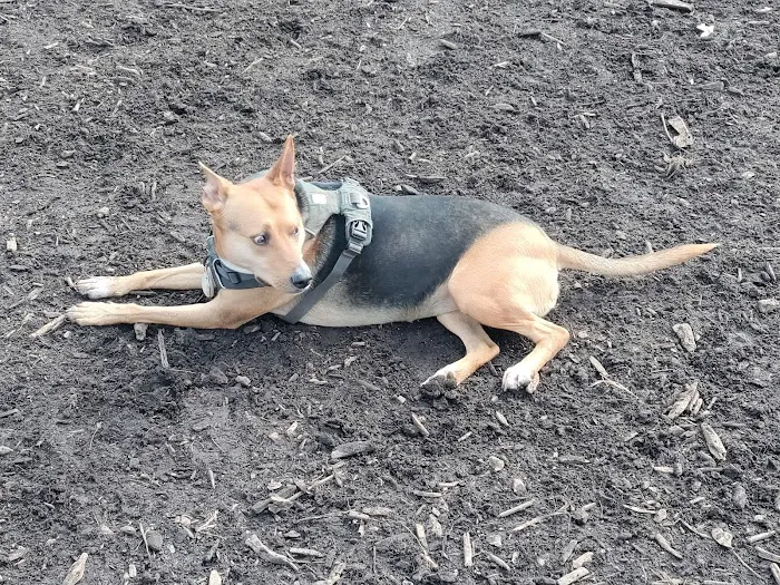 Marcus Garvey Dog Run 2