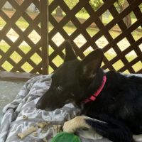 Petco ico