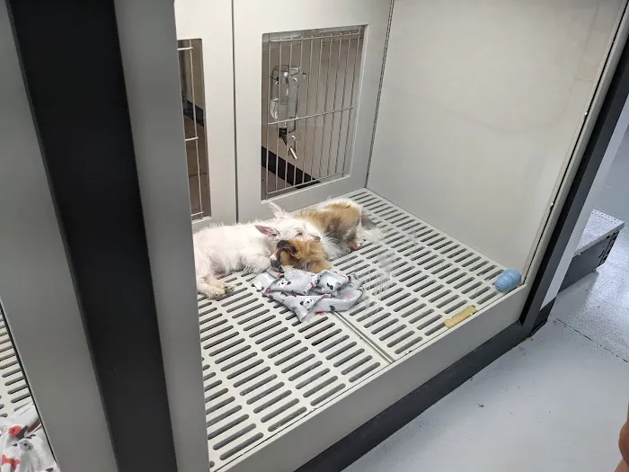 Petland Memphis 8