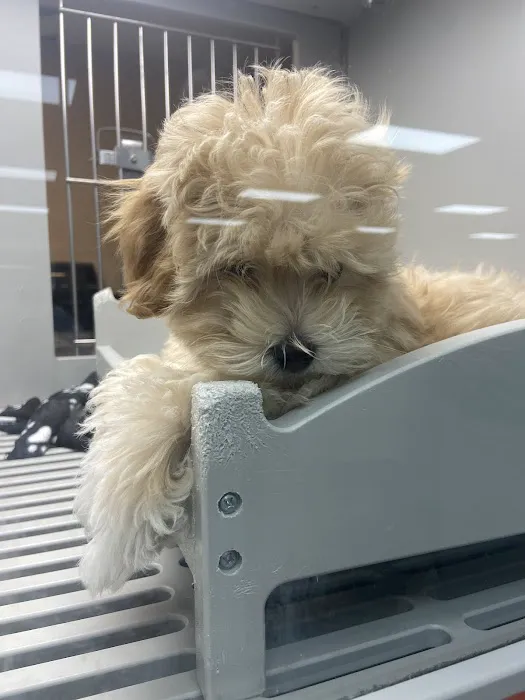 Petland Memphis 9