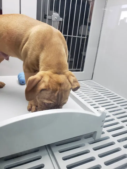 Petland Memphis 5