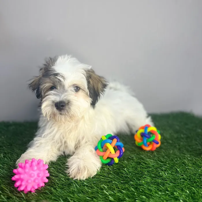Puppy Dreams - Memphis 3