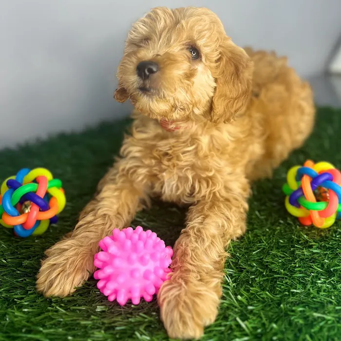 Puppy Dreams - Memphis 2