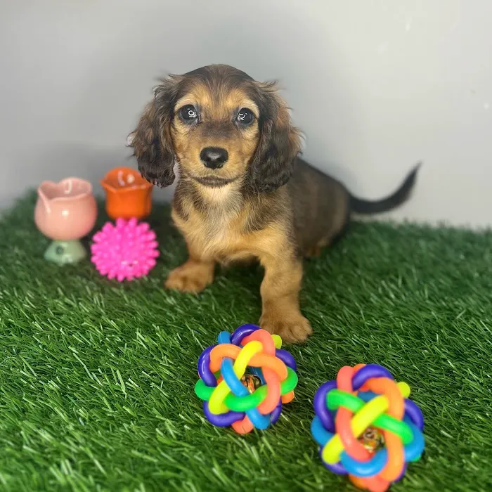 Puppy Dreams - Memphis 6