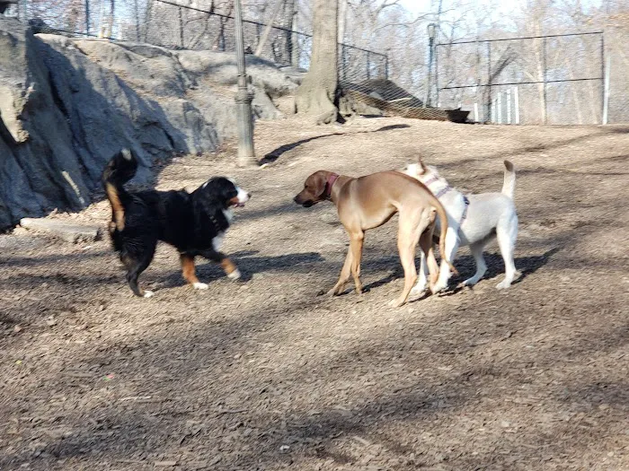 St. Nicholas Park Dog Run 3