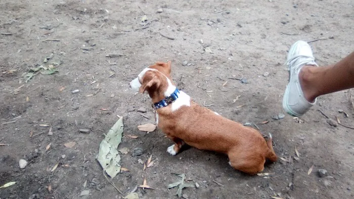 St. Nicholas Park Dog Run 5