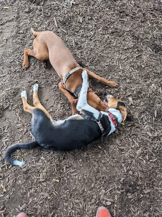 St. Nicholas Park Dog Run 10