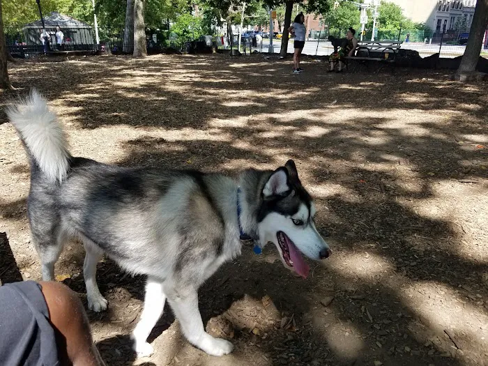 142nd Street Dog Run 9