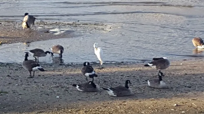 Little Bay Dog Run 5