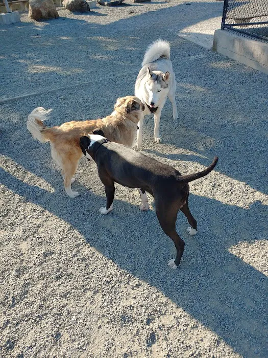 Little Bay Dog Run 6