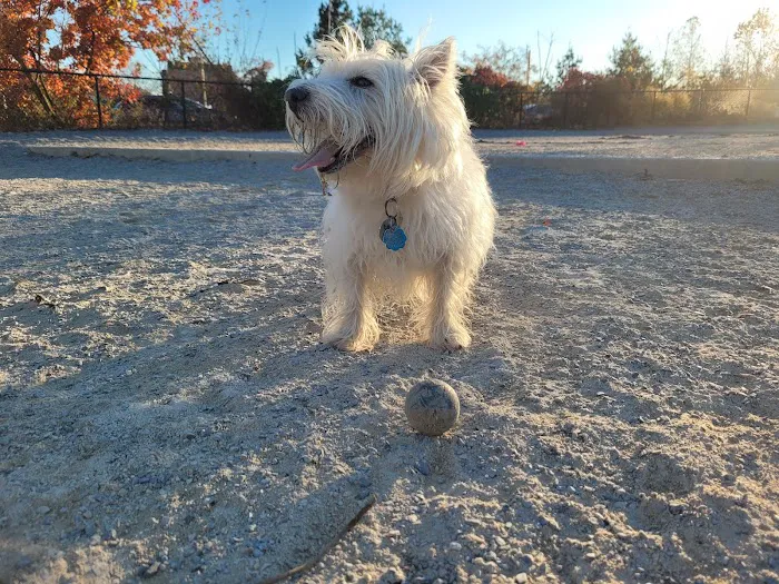 Little Bay Dog Run 9