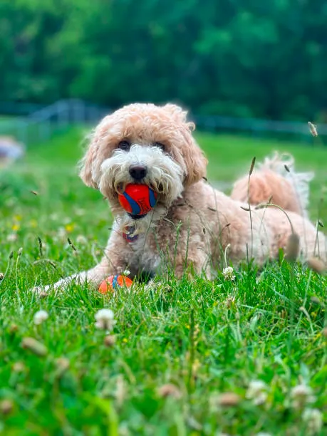 Throgs Neck Dog Park 3