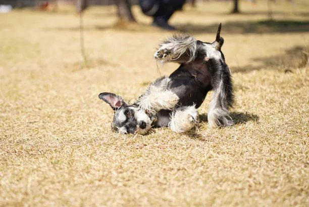 Throgs Neck Dog Park 5