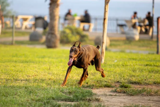 Throgs Neck Dog Park 8