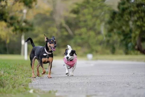 Throgs Neck Dog Park 7