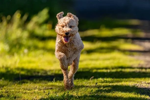 Throgs Neck Dog Park 6
