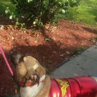 Glen Oaks Village Enchanted Forest Dog Park - Private ico