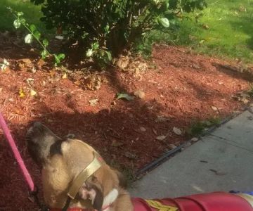 Glen Oaks Village Enchanted Forest Dog Park - Private