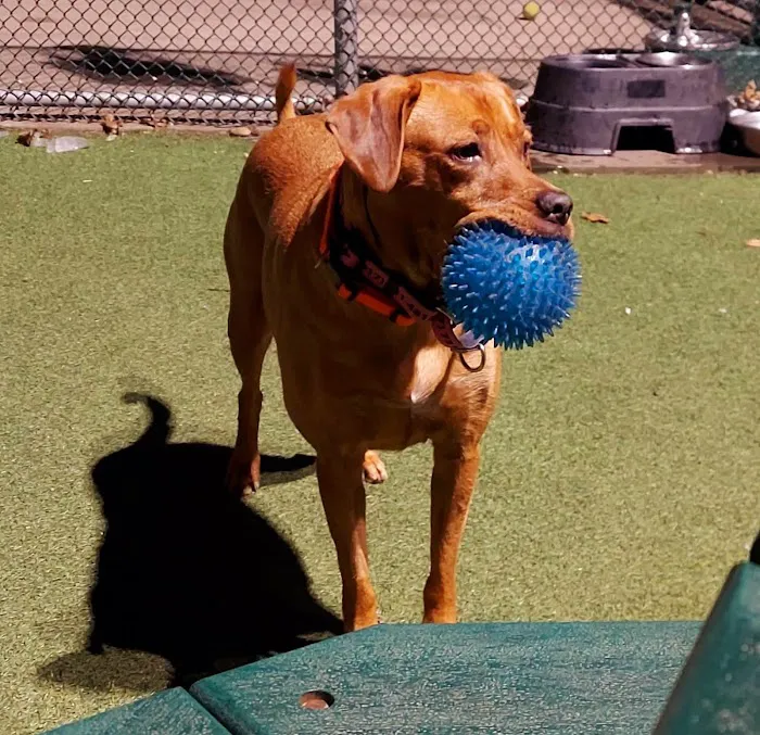 Glen Oaks Village Enchanted Forest Dog Park - Private 3