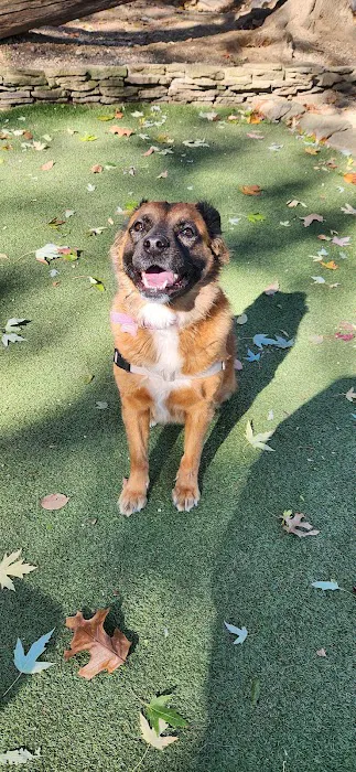 Glen Oaks Village Enchanted Forest Dog Park - Private 6