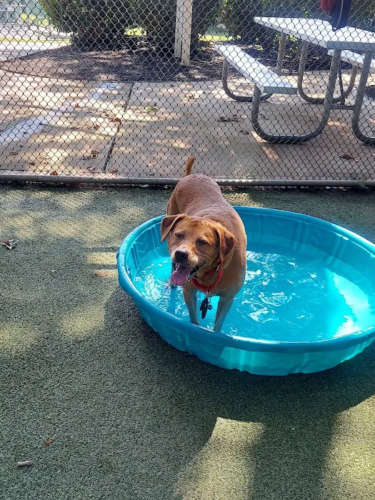 Glen Oaks Village Enchanted Forest Dog Park - Private 9