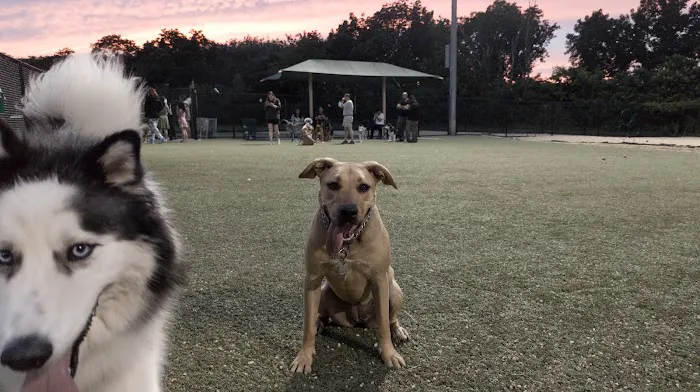 Tully Dog Park 6