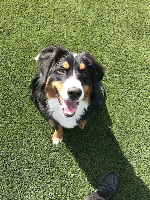 Tully Dog Park 10