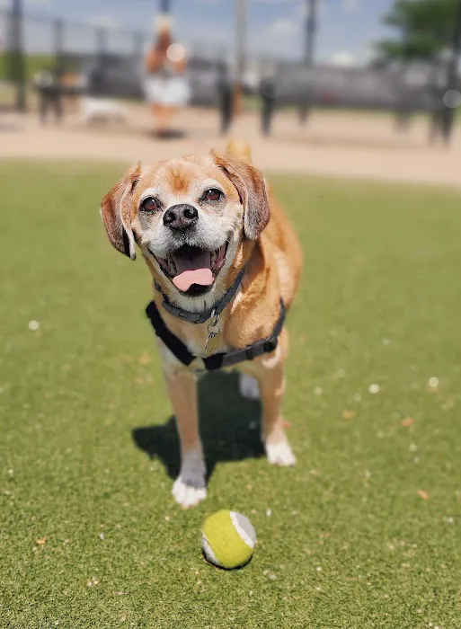 Bay Park Dog Park 1