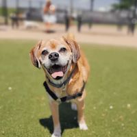 Bay Park Dog Park ico