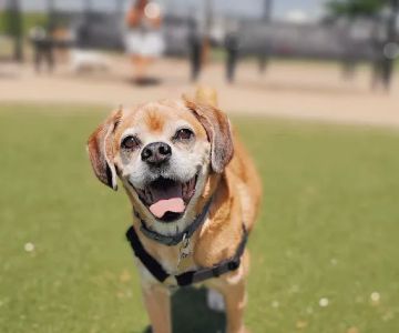 Bay Park Dog Park