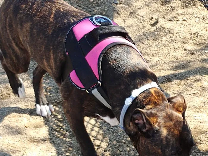 Bay Park Dog Park 4