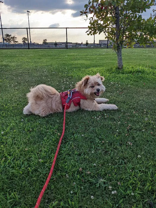 Bay Park Dog Park 2