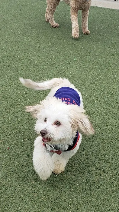 Bay Park Dog Park 6