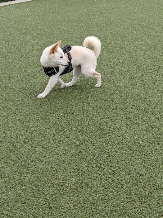 Bay Park Dog Park 10