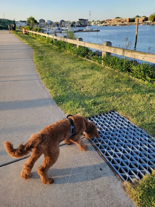Bay Park Dog Park 5