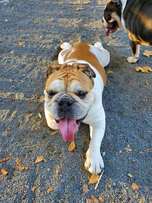 St. Mary's Dog Run 1