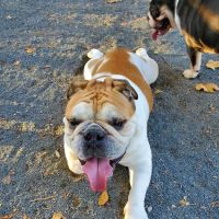 St. Mary's Dog Run ico