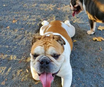 St. Mary's Dog Run